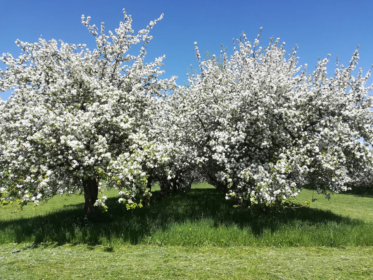 Apple blossom