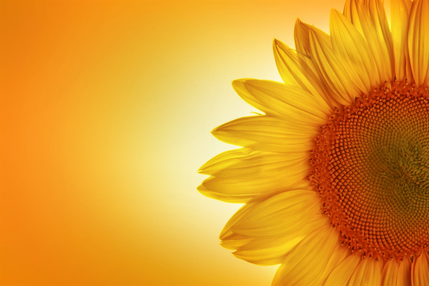 Detailaufnahme einer Sonnenblume mit gelben Blütenblättern vor einem orangefarbenen Hintergrund.